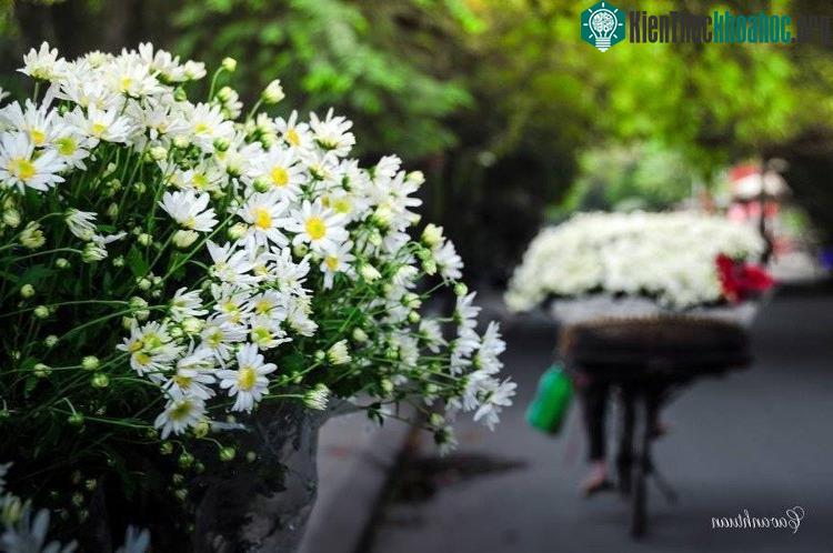 Từng vòng xe đầy ắp cúc họa mi như muốn chở đông về Hà Nội