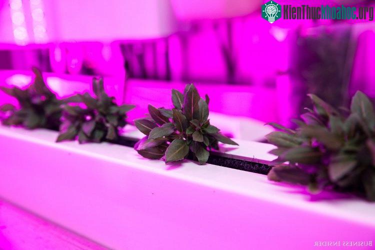 Các nhà sáng lập kỳ vọng Square Roots sẽ được triển khai ở 20 thành phố trong giai đoạn từ nay tới năm 2020.