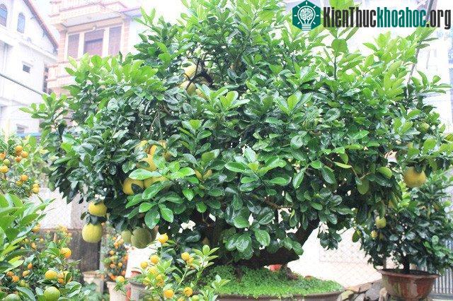 Cây bưởi Diễn bon sai cổ thụ