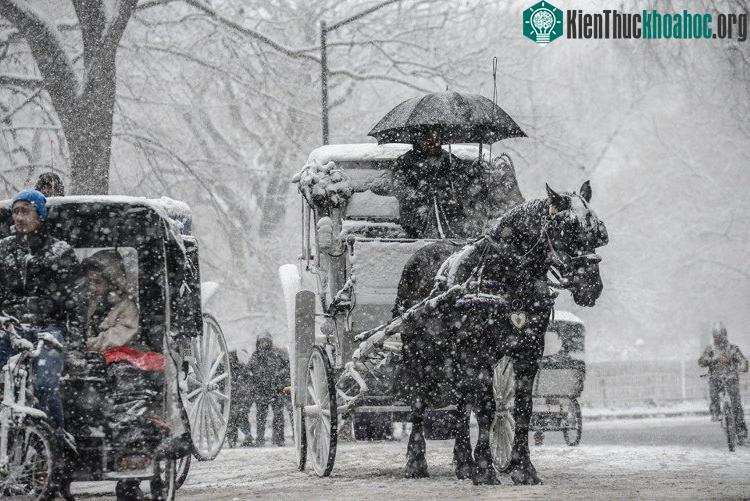 Người dân New York tại Công viên Trung tâm trong ngày đầu tiên của đợt tuyết rơi.