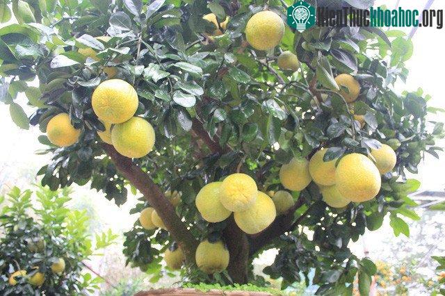 Từ gốc cây bưởi mọc ra 5 nhánh, tượng trưng cho dáng “ngũ phúc”.