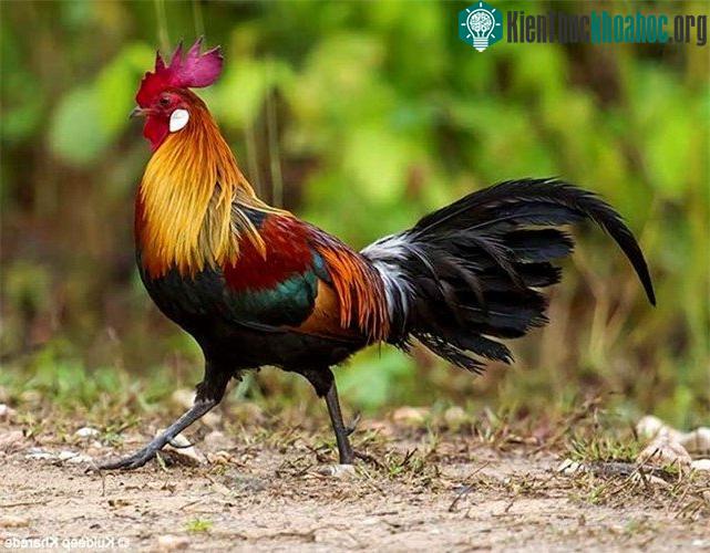 Cường độ âm thanh như vậy đòi hỏi cơ quan thính giác của gà trống phải có một cơ chế bảo vệ