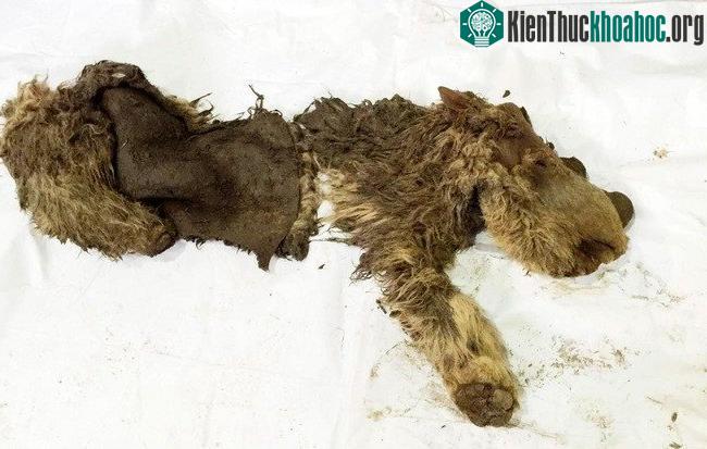 Sasha chôn vùi dưới lớp băng tuyết 34.000 năm.