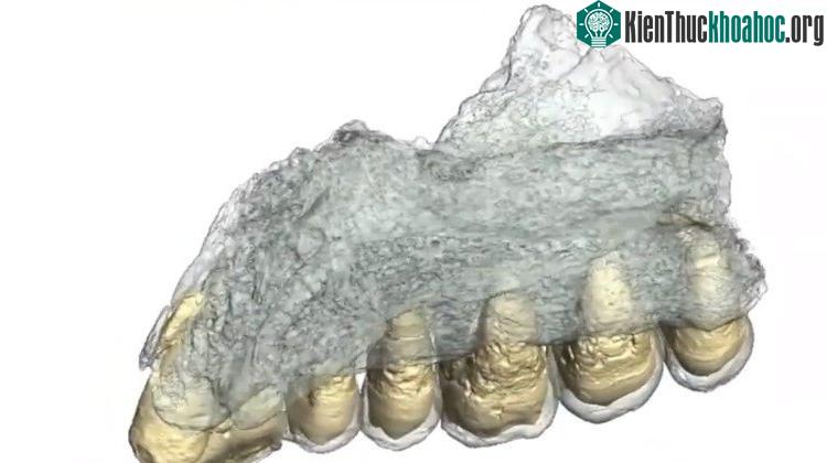 Hóa thạch Mysliya-1.
