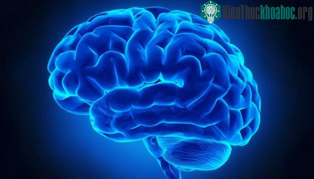 Bộ não nhanh nhẹn và linh hoạt hơn chúng ta tưởng rất nhiều