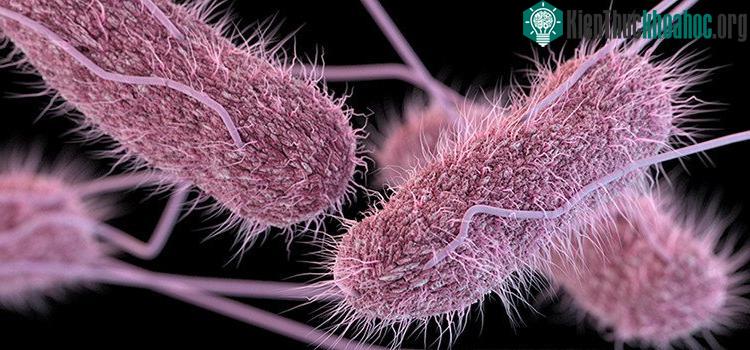 Hầu hết các loại Salmonella đều tác hại trực tiếp vào bao tử khiến người bệnh đau bụng.