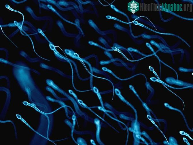 Tinh trùng di chuyển tự nhiên, chúng có thể bao bọc thuốc để nó không bị loãng bởi chất dịch cơ thể hoặc rò rỉ ra.