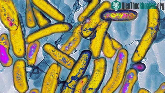 Vi khuẩn Escherichia coli . (Ảnh: Science).