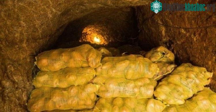 Nhà kho nông trại của ông lão nông dân đầy khoai tây vừa thu hoạch.