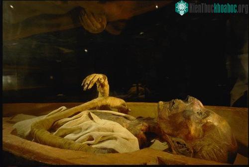 Xác ướp của pharaoh Ramses II trong Bảo tàng Ai Cập