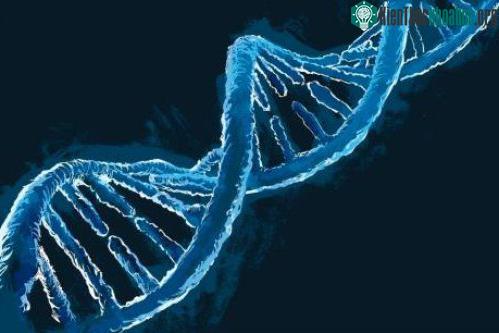 Liệu pháp gen sử dụng các tế bào gốc tạo máu của chính người bệnh có thể kéo dài sự bảo vệ trước ảnh hưởng của HIV