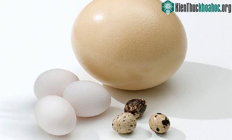 Trứng ngỗng nặng hơn trứng gà nhưng kém giá trị dinh dưỡng hơn. (Ảnh: EP).