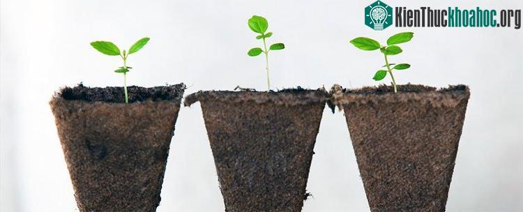 Cây cối có khả năng đưa ra các quyết định để thích nghi với môi trường.