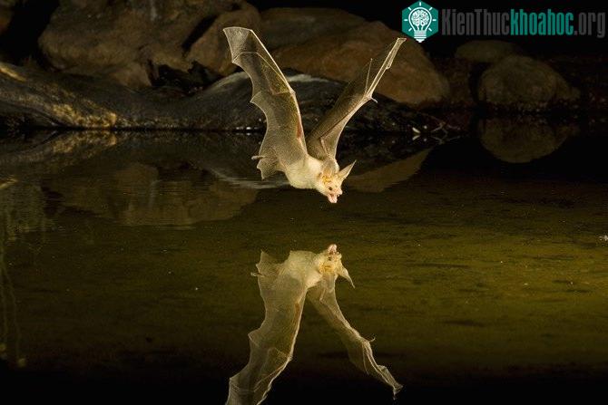 Dơi thường hoạt động và săn bắt vào ban đêm.