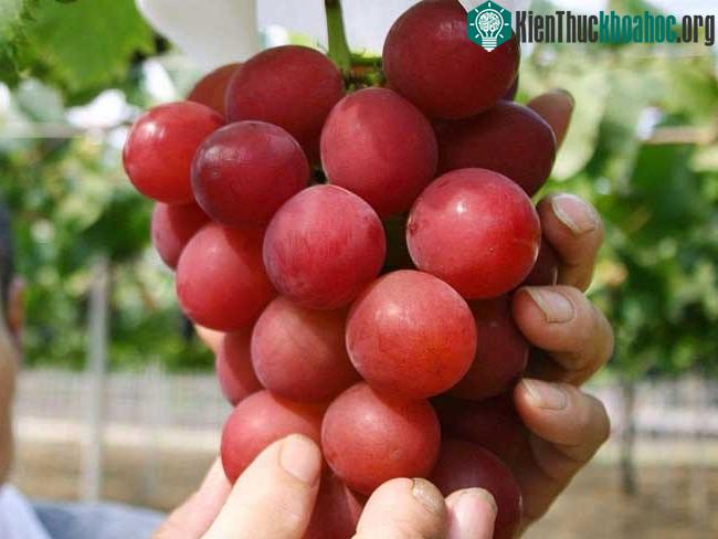 Nho này chỉ hái đưa ra thị trường khi mỗi trái nho có trọng lượng tối thiểu 20gr.