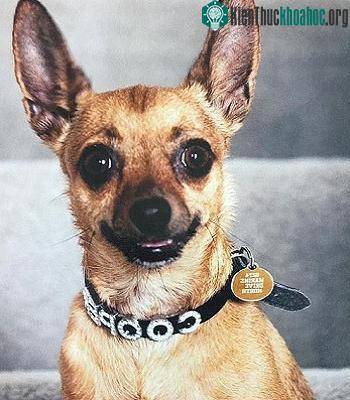Chó chihuahua Cooper. (Ảnh: News.com.au).