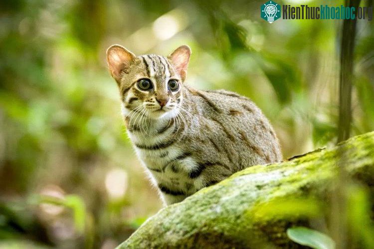 Mèo đốm gỉ (Prionailurus rubiginosus).