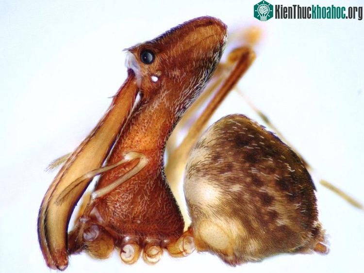 Nhện bồ nông có hình dáng đặc biệt. (Ảnh: Smithsonia).