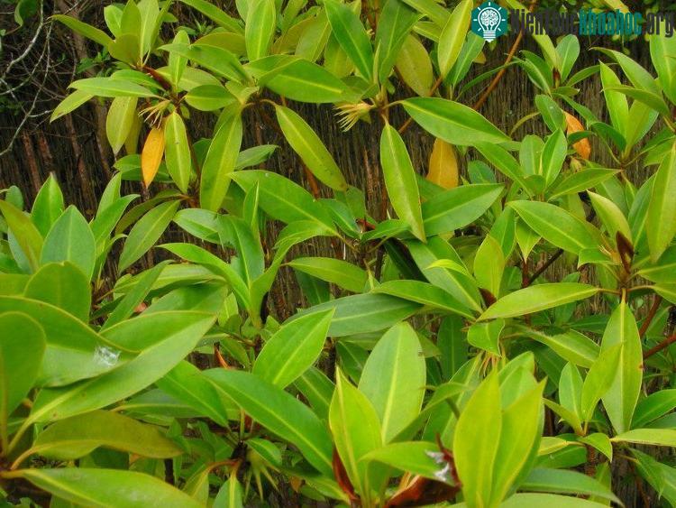 Cây vẹt đen phổ biến ở các tỉnh ven biển miền Trung và rừng ngập mặn các tỉnh Nam bộ từ Đồng Nai đến Cà Mau.