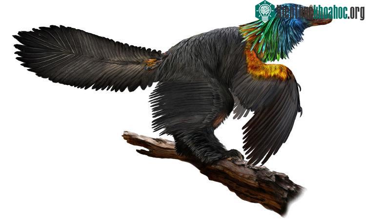 Bộ lông đầy màu sắc của Caihong juji. (Ảnh: Reuters).