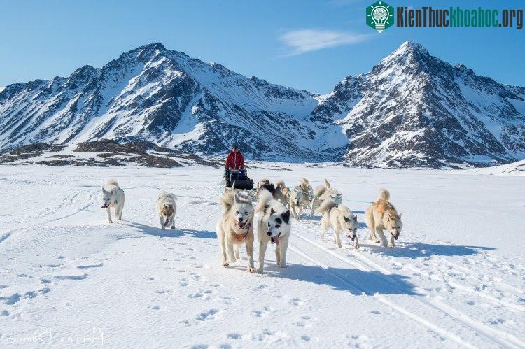 Xe chó kéo là phương tiện di chuyển chủ yếu ở Greenland.