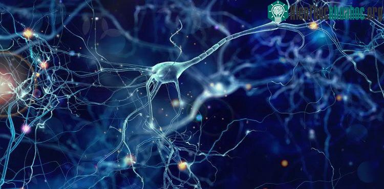 Sự liên kết đặc biệt trong não bộ khiến một số người có khả năng sáng tạo vượt trội - (ảnh: LIVE SCIENCE).