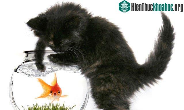 Phải chăng mèo đực thuận bên phải, mèo cái thuận bên trái? - (Ảnh: Getty Images).