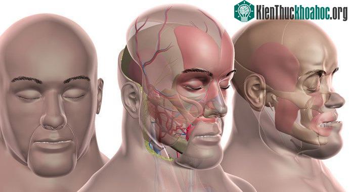 Có tất cả gần 40 ca cấy ghép mặt đã được thực hiện trên thế giới.