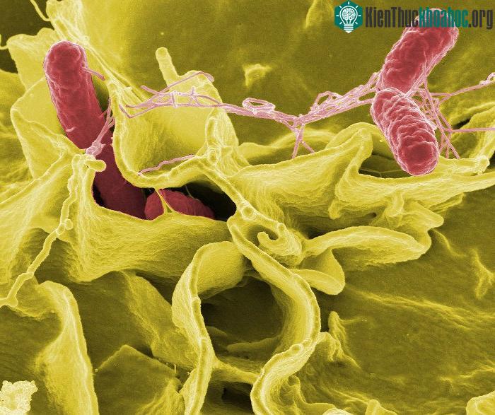 Salmonella có thể có mặt trong gia cầm, cá, sữa và các sản phẩm từ sữa… chưa được đun nấu kỹ.