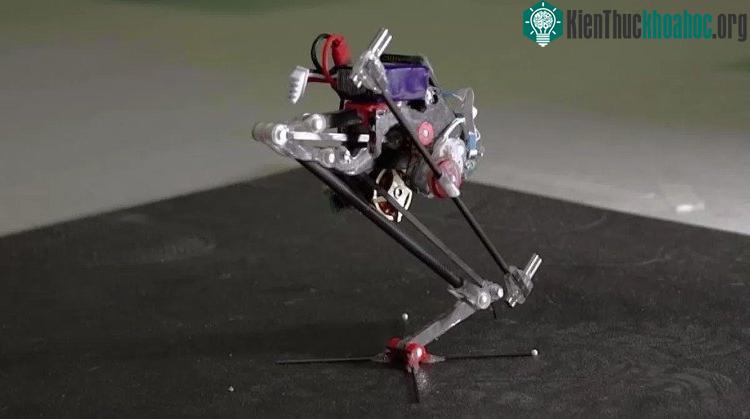Robot siêu nhỏ Salto. (Ảnh: UC Berkeley).