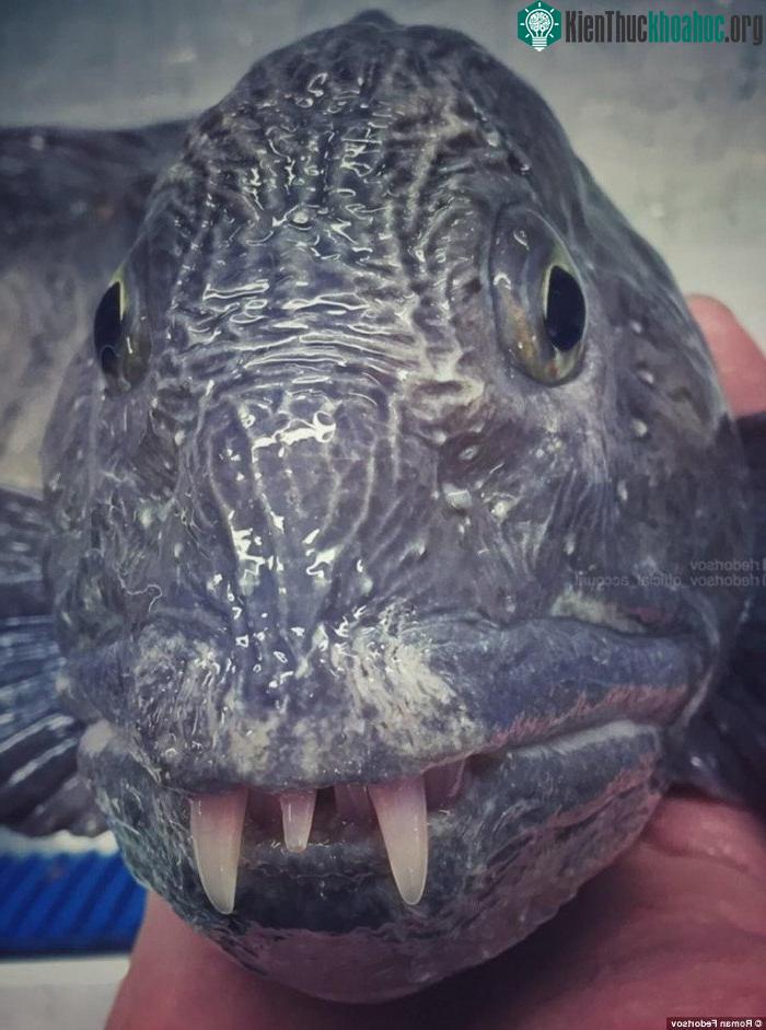 Một con cá sói (wolf fish), sống tại độ sâu 200 - 1000m.
