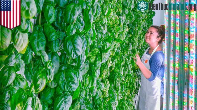 Trang trại thẳng đứng Plenty United