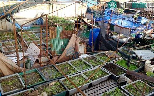 Các vườn rau trên đảo Trường Sa xơ xác sau bão. (Ảnh: Phương Chi).