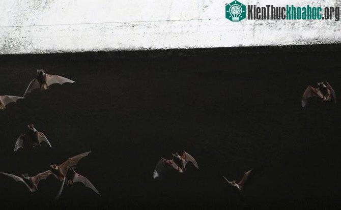 Trong thế giới tự nhiên, sóng âm và định vị bằng sóng âm không chỉ dành cho loài dơi.