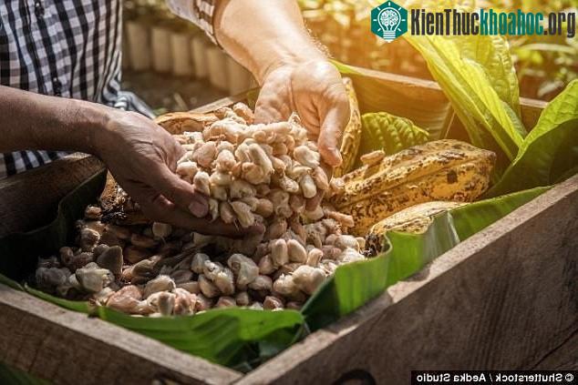 Lượng chocolate hàng năm có thể thiếu hút tới cả trăm ngàn tấn.