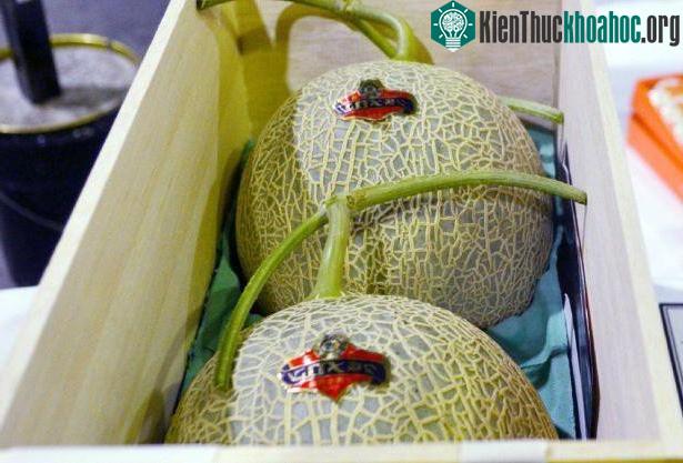 Bạn có dám bỏ tiền ra mua một quả dưa lưới giá 36.000 USD không?