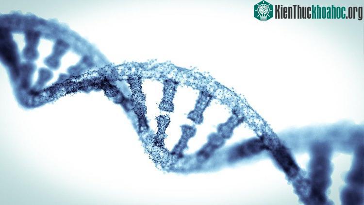 Gene là một điều kiện có thể quyết định tới trí thông minh.