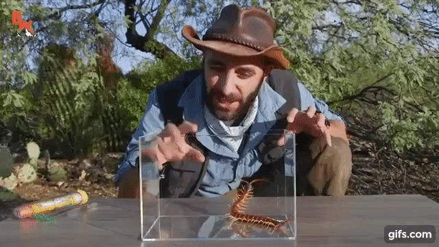 Một con rết sa mạc khổng lồ mà Coyote bắt được ở sa mạc. (Ảnh: cắt từ video).