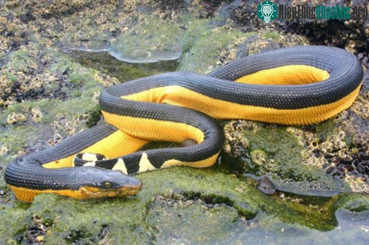 Rắn Hydrophis platurus trú nhiều ở giữa bờ biển phía Đông Nam Phi và bờ biển phía Tây Bắc Mỹ.