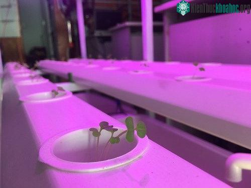 Những luống rau đầu tiên sinh trưởng tốt trong môi trường phù hợp. (Ảnh: NVCC).