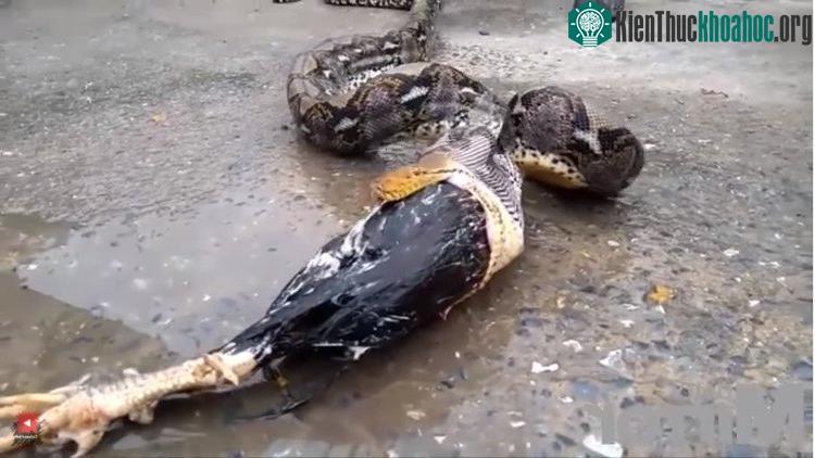 Con trăn dài khoảng 4,5m từ từ nôn ra con gà chọi đã chết.