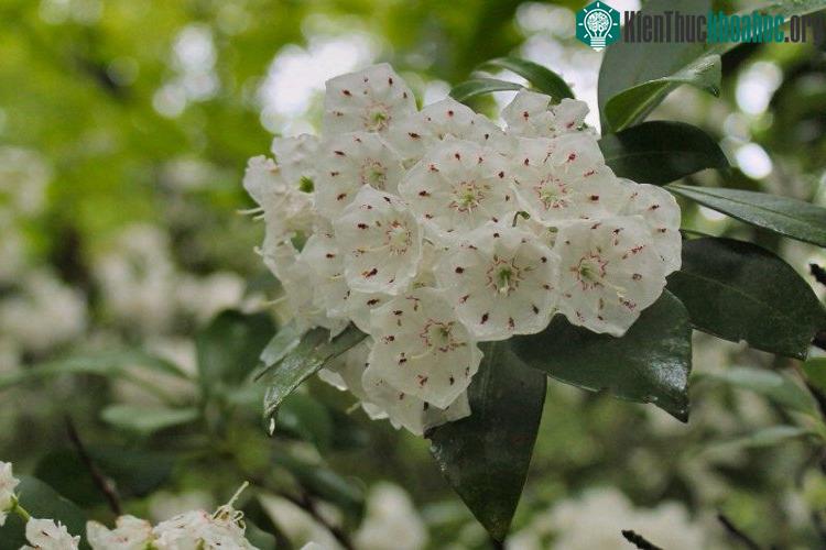 Hoa có màu hồng và trắng rất đẹp.