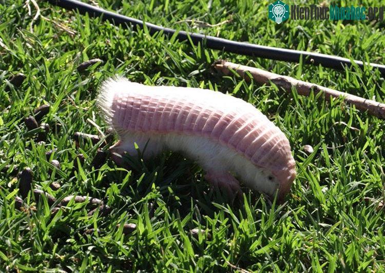Loài Armadillo màu hồng này cực kỳ phụ thuộc vào môi trường sống.