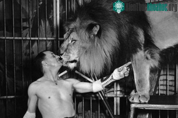 Kỹ thuật thuần hóa sư tử đã có nhiều thay đổi qua nhiều năm.