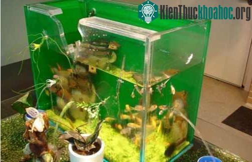 Tôm búa có thể làm vỡ kính bể nuôi cá cảnh chỉ với một cú đánh bằng đôi càng.