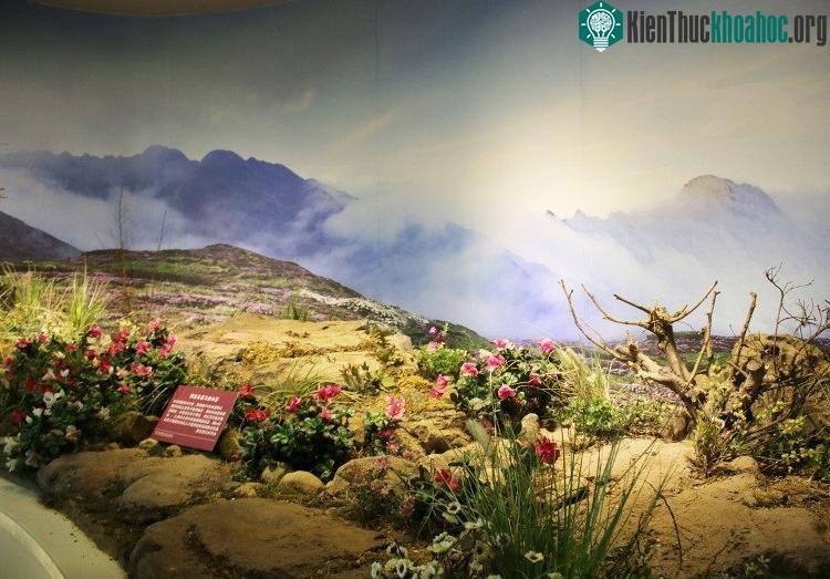 Mô phỏng thực vật tại núi Thương