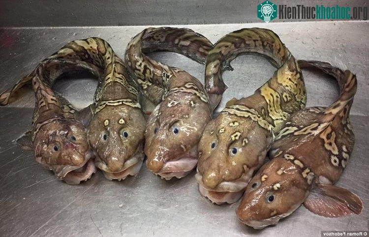 Những con cá lạ dưới đại dương