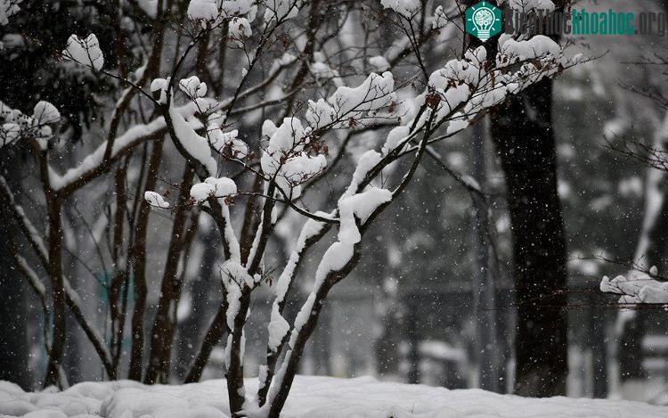 Đã có nhiều lần trong quá khứ tuyết trở thành nỗi ám ảnh cho người dân thành phố này.