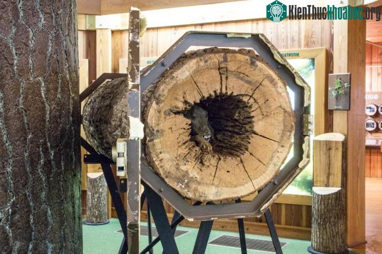 Xác Stuckie trưng bày trong viện bảo tàng. (Ảnh: Stuckie).