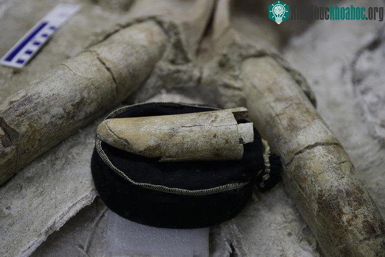 Ngà voi ma mút có thể dài tới 3,5 mét.